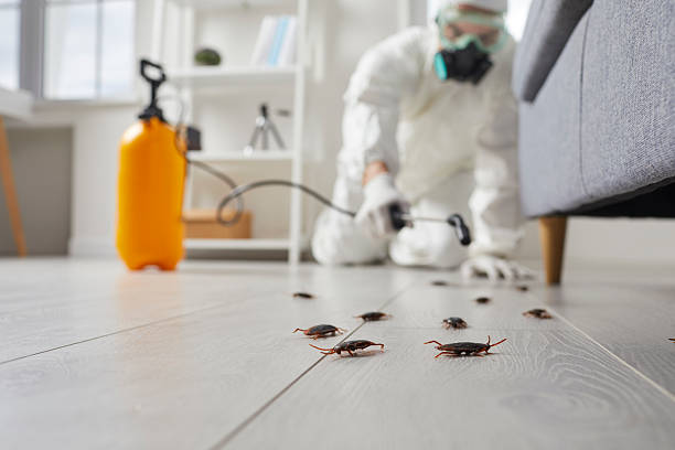 Post-Treatment Bed Bug Interceptor Monitoring in Surfside Beach